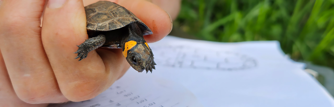 A man in a green hard hat examines the underside of a small turtle.
