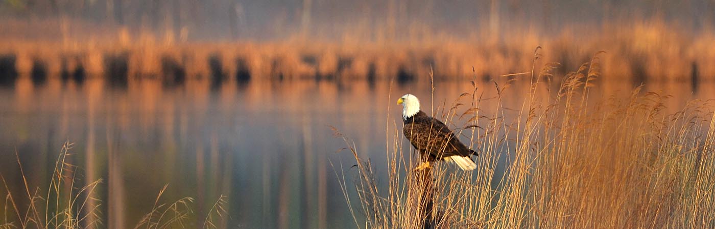 A bald eagle perches on a pole among tall grasses in the early morning light.