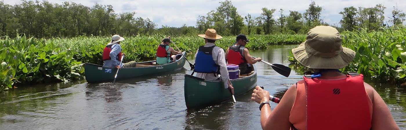 Adults paddle three canoes through wetlands.
