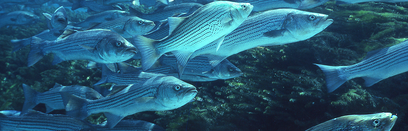 Schooling striped bass, also known as rockfish.