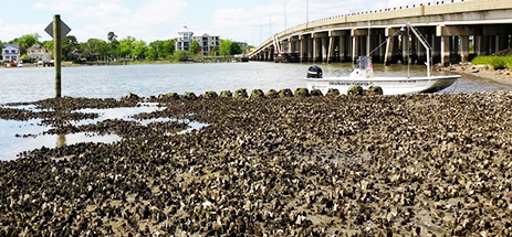 oyster-reef-lafayette-river-granby-street_JackieShannonCBFStaff_463x215