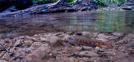 pennsylvania_brooktrout_copyright2010NeilEverOsborne-iLCP-463x215.jpg