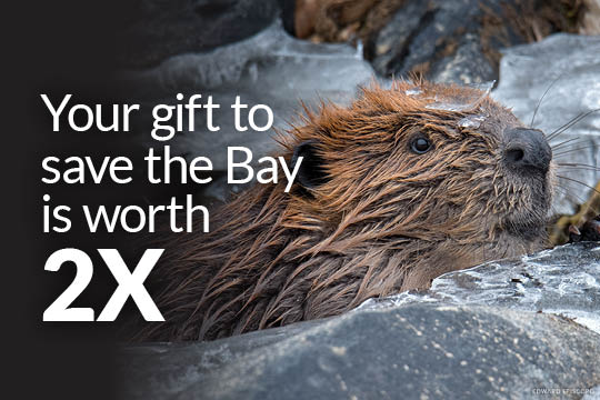 Your gift to the Bay is worth 2X. (Photo Credit: Edward Episcopo)