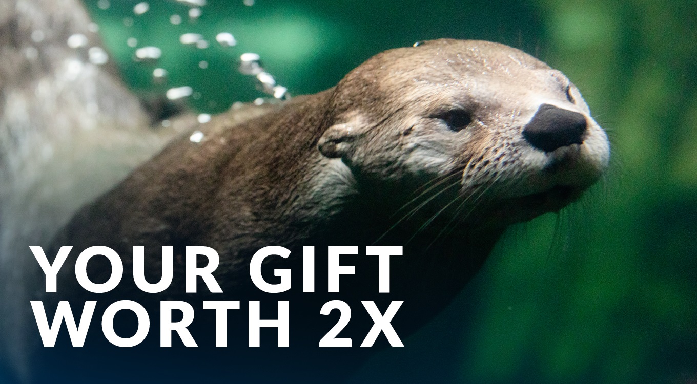 Your Gift Worth 2X (Photo Credit: Virginia Living Museum)