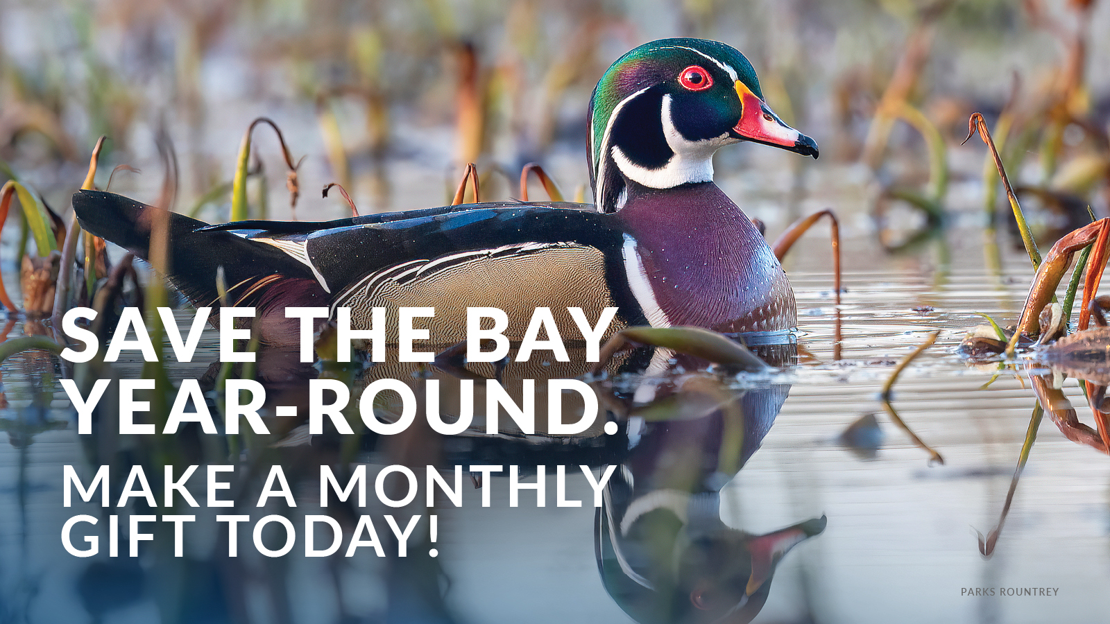 Save the Bay year-round. Make a monthly gift today! (Photo Credit: Parks Rountrey)