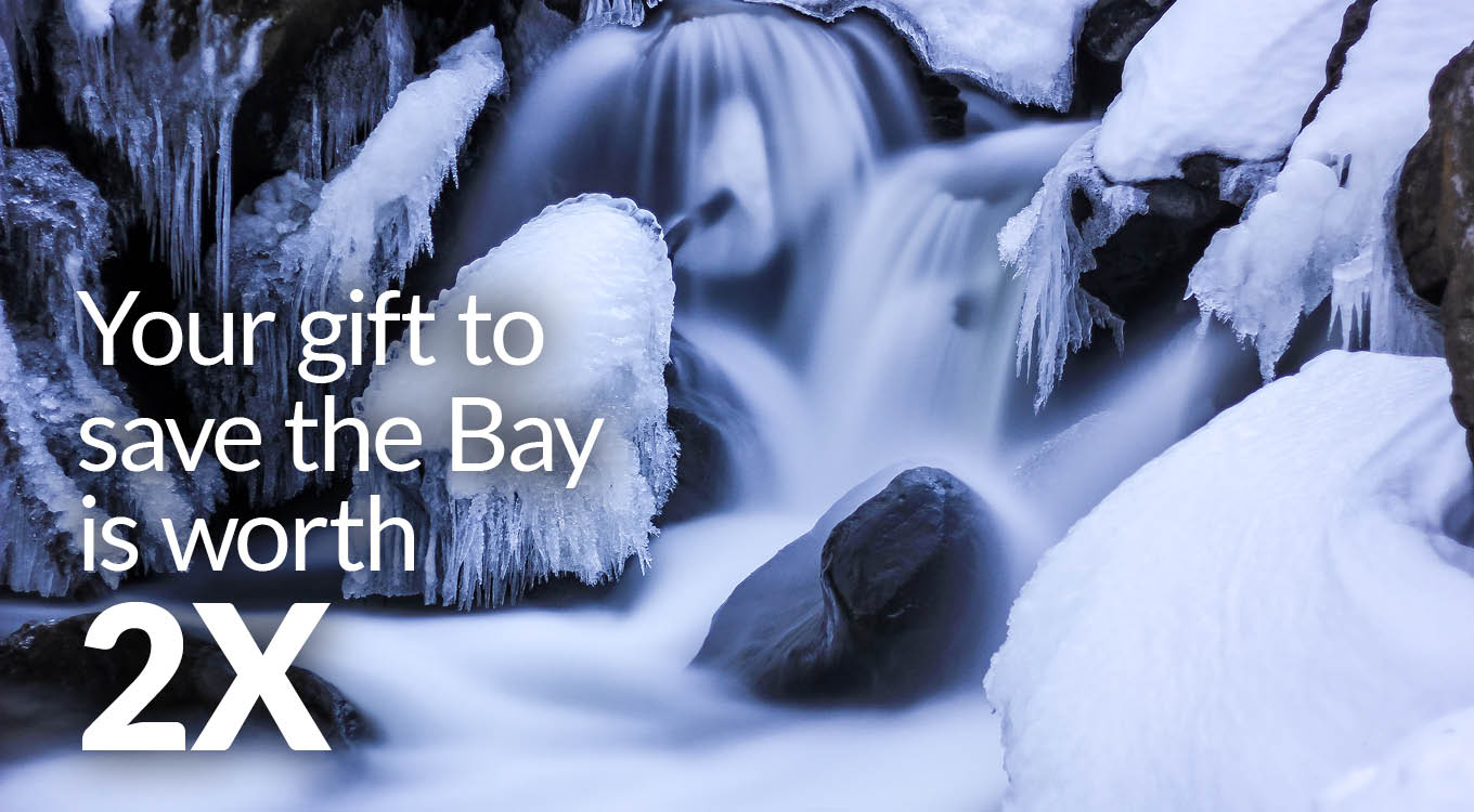 Your gift to save the Bay is worth 2X. (Photo Credit: Matthew Felperin)