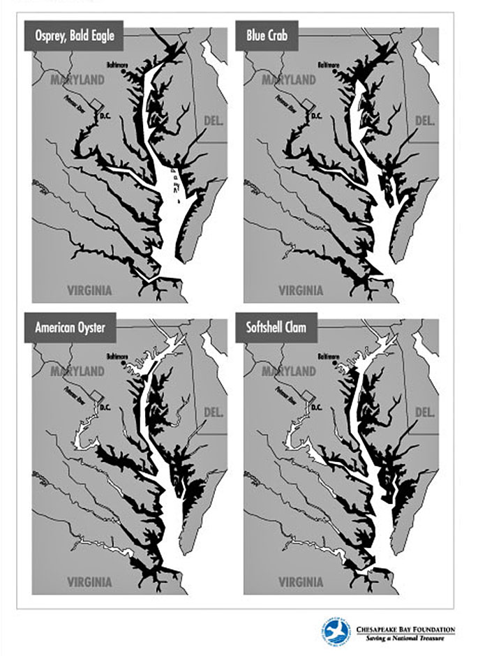 Maps showing Chesapeake Bay habitats of bald eagles, osprey, blue crabs, American oysters, and softshell clams.