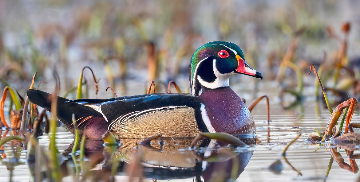 Close up of a duck swimming in a marsh.