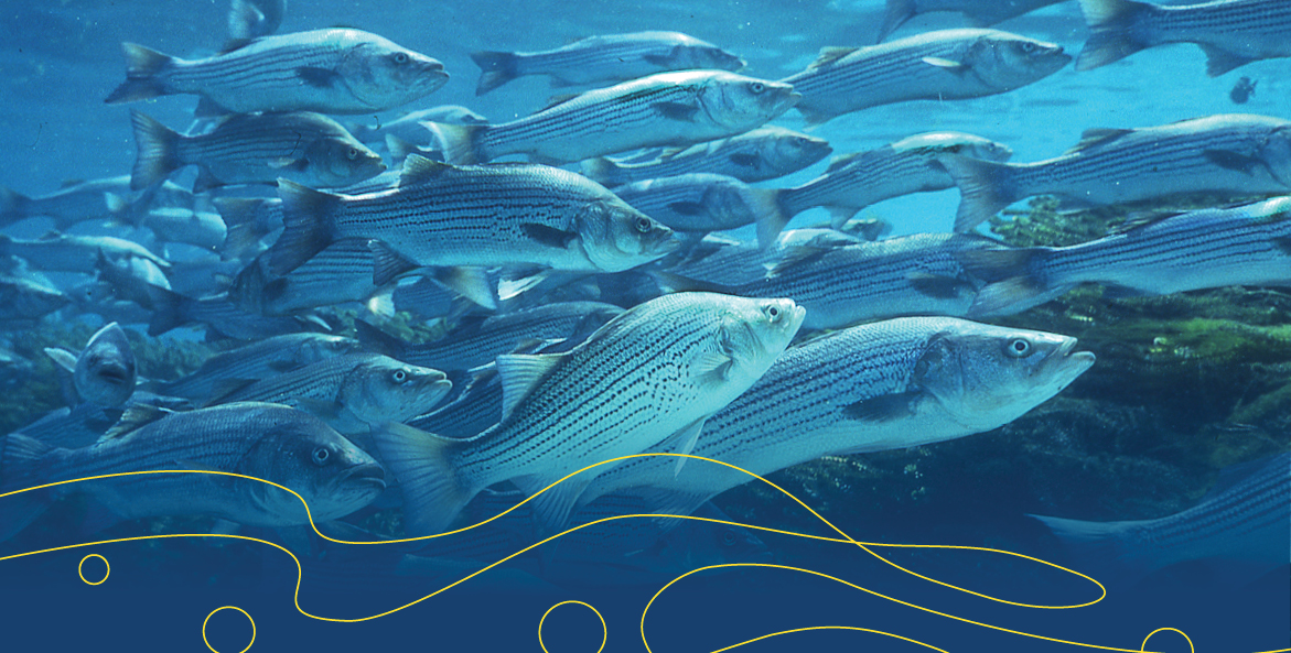 A school of striped bass, also known as rockfish.