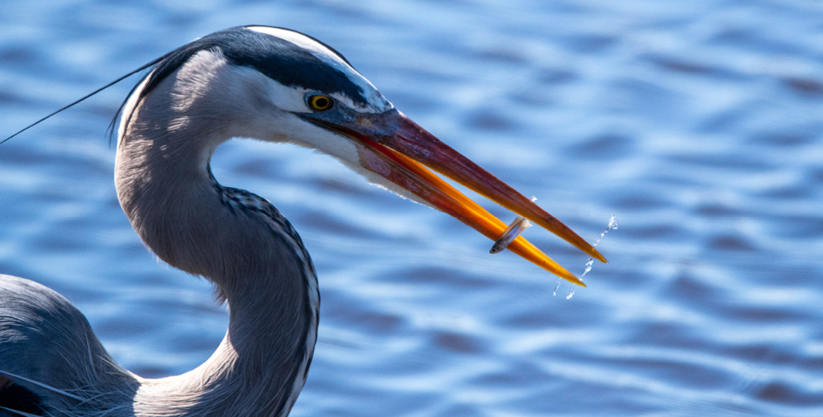 Close up view of a great blue herron with a small fish in it's bill.