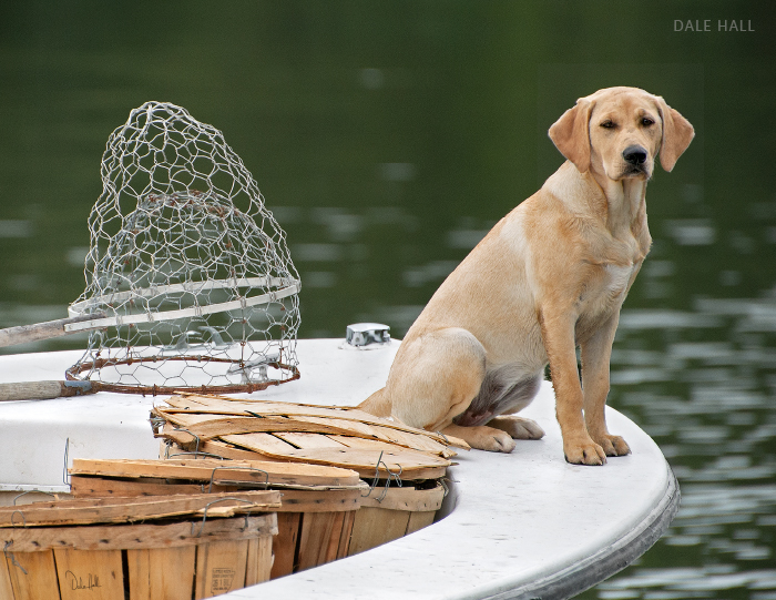 A yellow Labrador sits on a boat's bow amid fishing nets and bushel baskets.