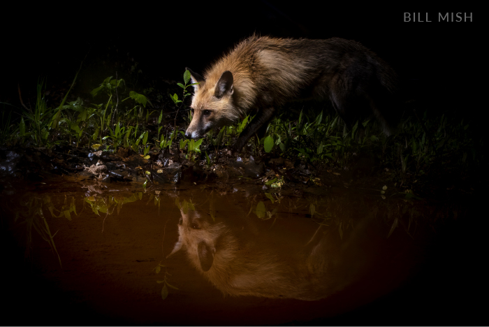 A red fox gazes into a nighttime stream, its reflection showing in the still water.