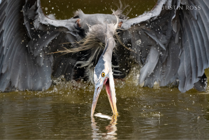 A great blue heron is caught in the act of catching a fish, wings spread and feathers flying.