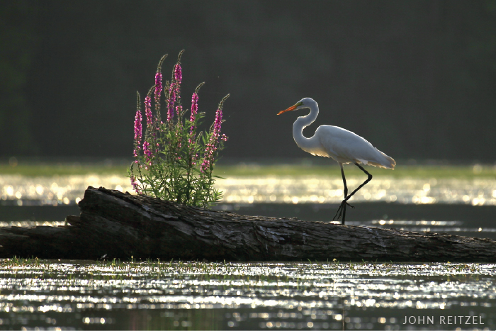 An egret stands on an outcropping next to a bloom of purple spiked flowers.