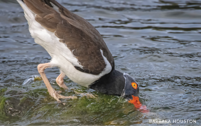A brown and white oystercatcher with orange eye and bill reaches below the water's surface to grab an oyster.