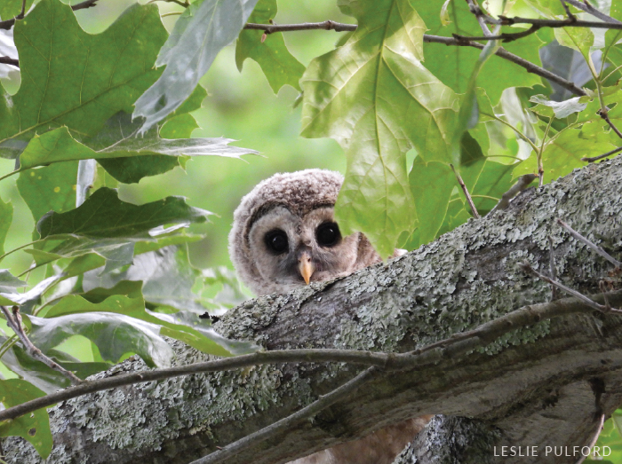 A juvenile barred owl peers over a thick tree branch.