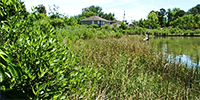 Image of Birdsong Wetlands. 