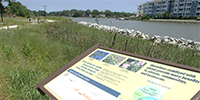 Image of living shoreline. 