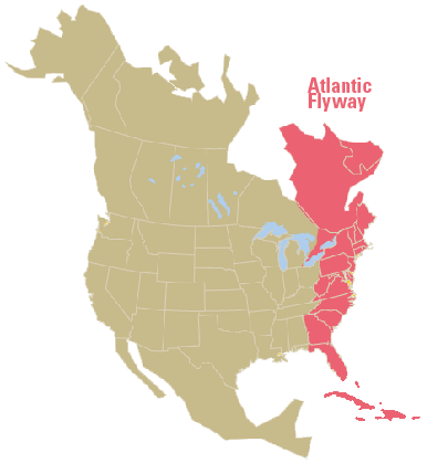 Map of North America showing the Atlantic Flyway migration route along the East Coast from Canada to Florida.