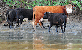 A white-faced brown cow and three black calves cool themselves in a stream.
