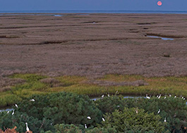 White egrets forage in trees and brush along the island side of a wide wetland in Chesapeake Bay.