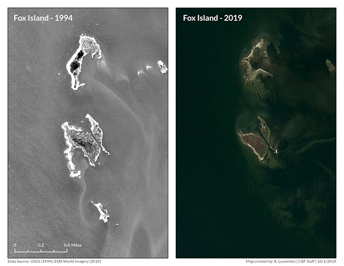 In two side-by-side satellite images of Fox Island from 1994 and 2019, you can see a clear loss of land to the Bay.