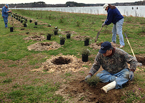 Photo of people planting rows of plants along a riverbank.