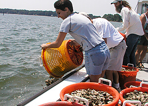 Photo of person tipping a basket of oysters over the side of a boat into the water.