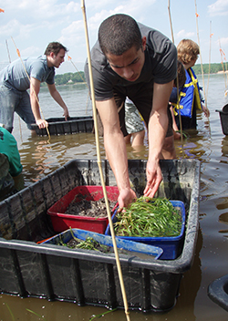 Man plants underwater grasses