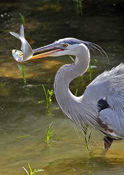 Heron catches fish