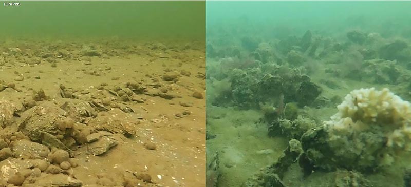 Side-by-side images of an unrestored harvested oyster site, which is quite barren, and a restored oyster restoration area tha is full of live oysters, sponges, and mussels.