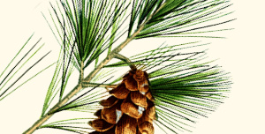 Branch of Eastern white pine.