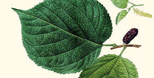 Leaf of red mulberry.