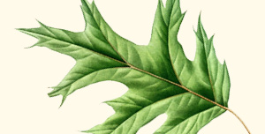 Leaf of red oak.