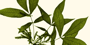 Leaf of shagbark hickory.