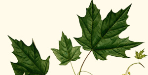 Leaf of sugar maple.
