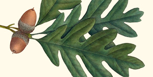 Leaf of white oak.