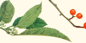 Leaves and berries of a winterberry tree.