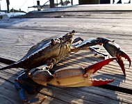 close-up photo of blue crab