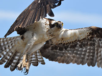 osprey in flight