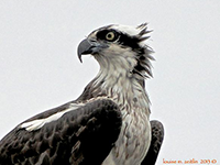 osprey portrait