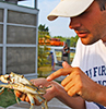 A teacher examines a blue crab. Photo by Kristan Honaker