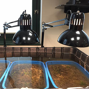 An image of grasses growing underneath lamps in buckets.