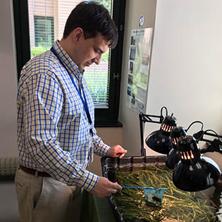 An image of a man looking over some buckets of underwater grasses growing under a lamp.