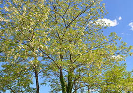 Beautiful trees on a clear spring day.