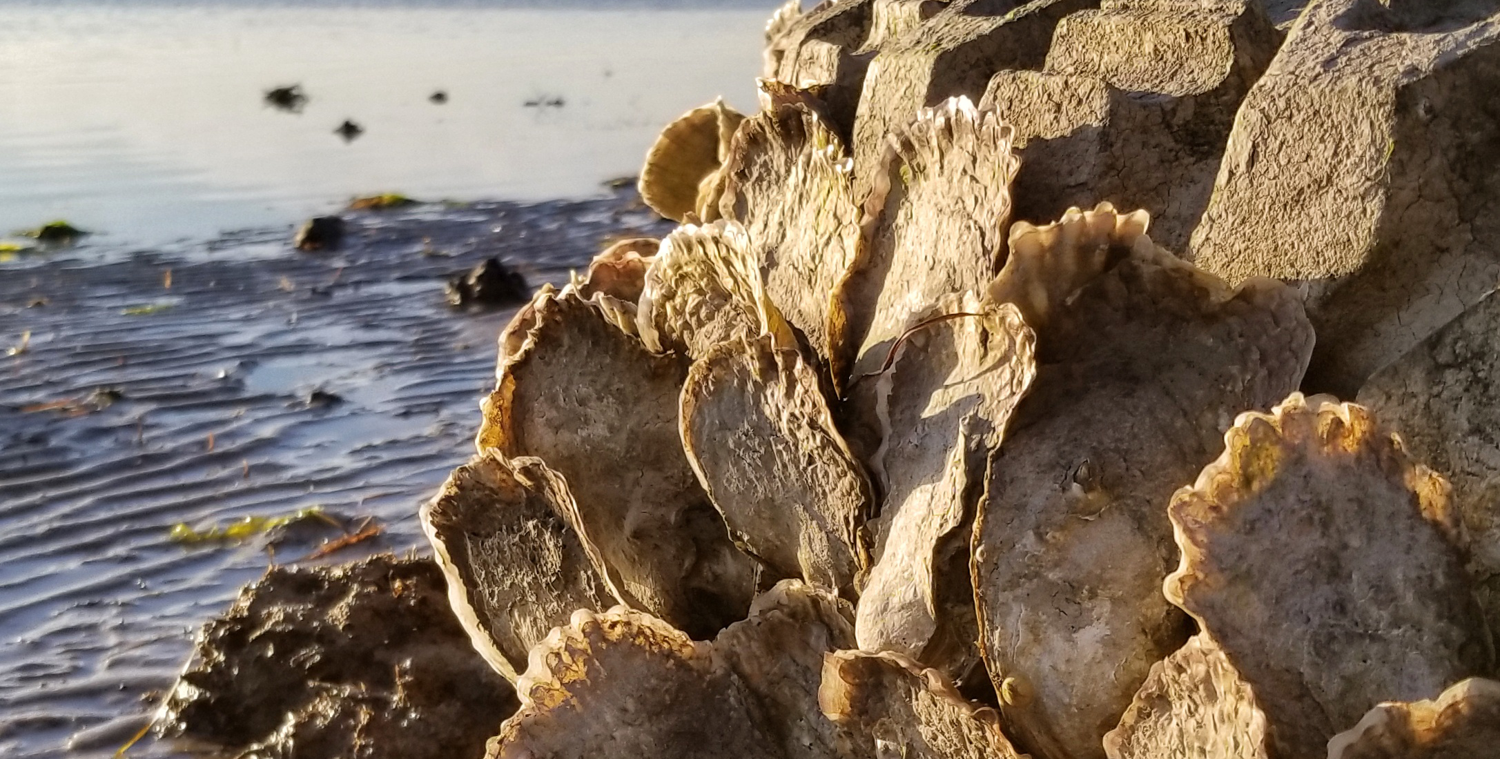 A close up photos of oysters catching the sunlight at low tide.