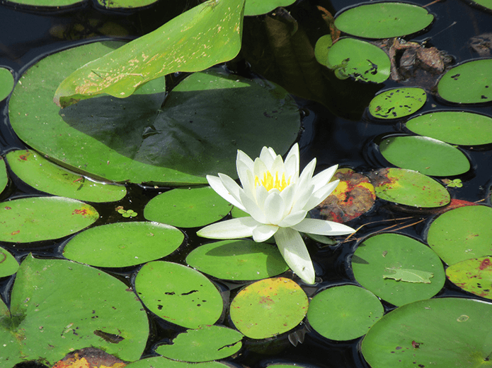 A water lilly floats in a pond at Pocahontas State Park, Virginia.
