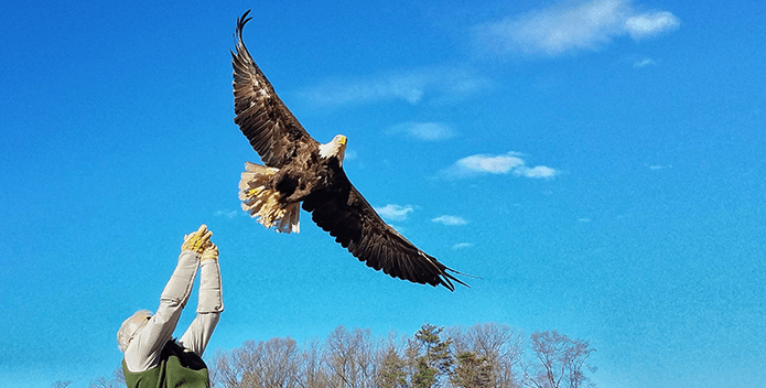 A bald eagle takes flight into the bright blue sky after being released from a handler.