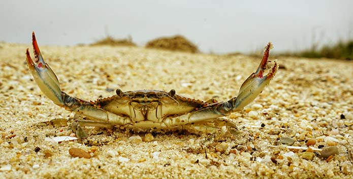 A photo of a blue crab on the sand with both claws raised. 