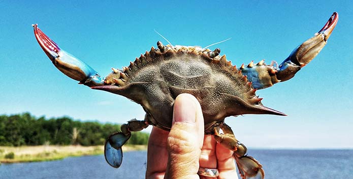 A Maryland blue crab is held up against a blue sky. 